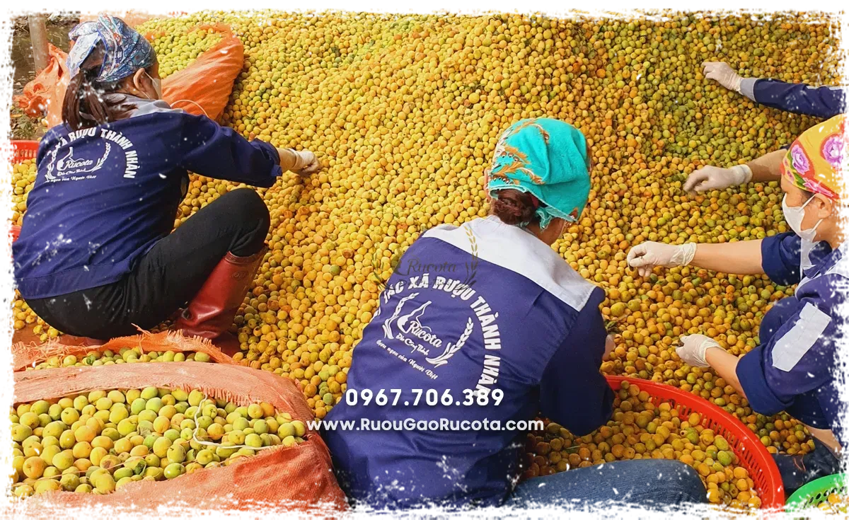 Khám phá quy trình sản xuất rượu truyền thống