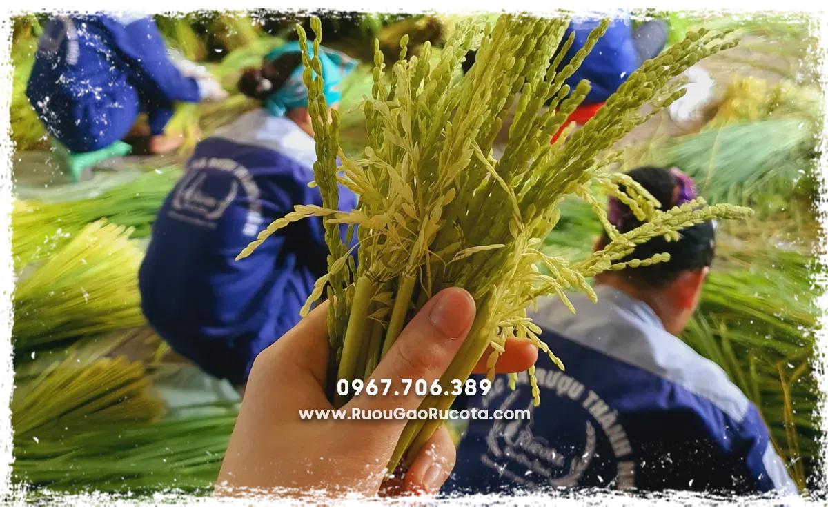 Khám phá quy trình sản xuất rượu truyền thống