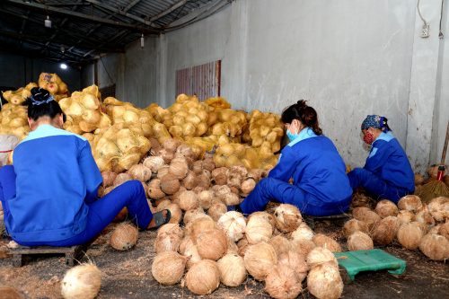 Cơ sở sản xuất rượu dừa Rucota Đào Công Thành
