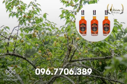 Mua rượu mơ hảo hạng tại Hà Nội