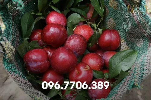 ruou man truyen thong