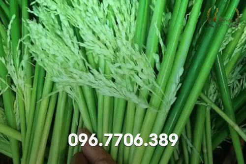 nguyen lieu ruou ngam dong dong dung chuan bac bo