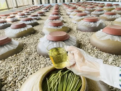 Rượu đòng đòng và lợi ích cho sức khoẻ