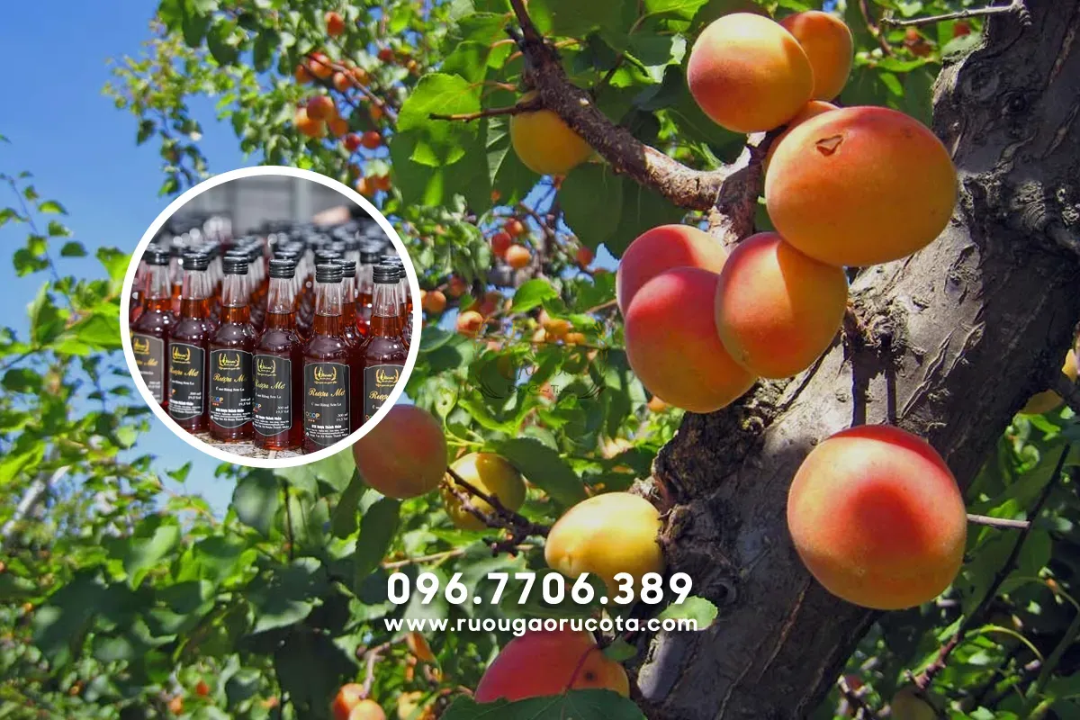 Rượu mơ rừng Tây Bắc – Tinh hoa thiên nhiên từ vùng núi