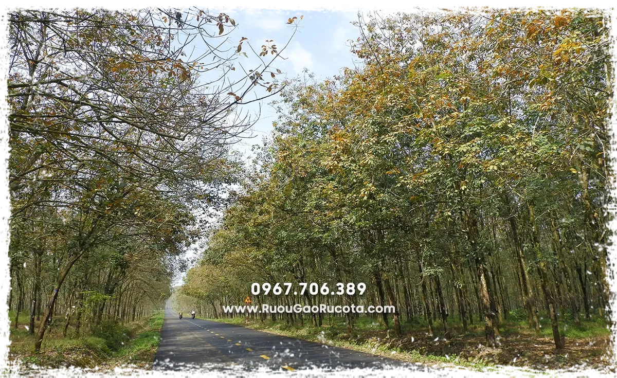 Rượu mơ truyền thống – Bí quyết ngâm chuẩn