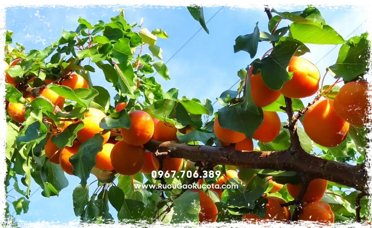 Rượu mơ truyền thống – Bí quyết ngâm chuẩn