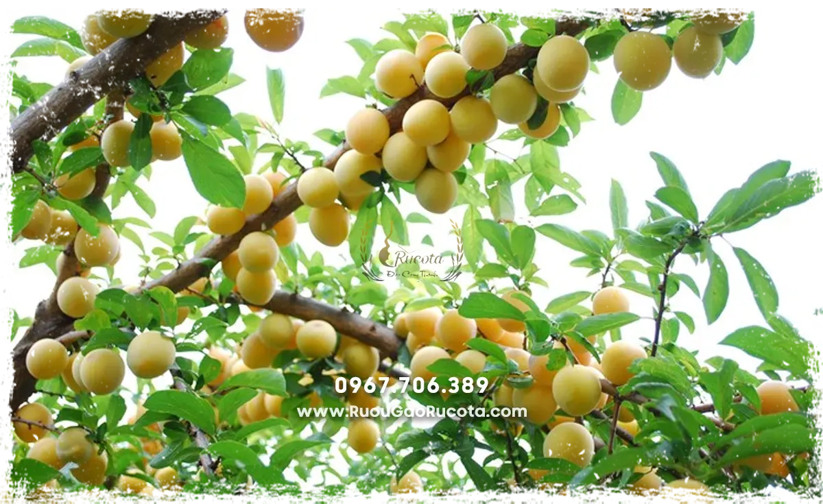 Rượu mơ truyền thống – Bí quyết ngâm chuẩn