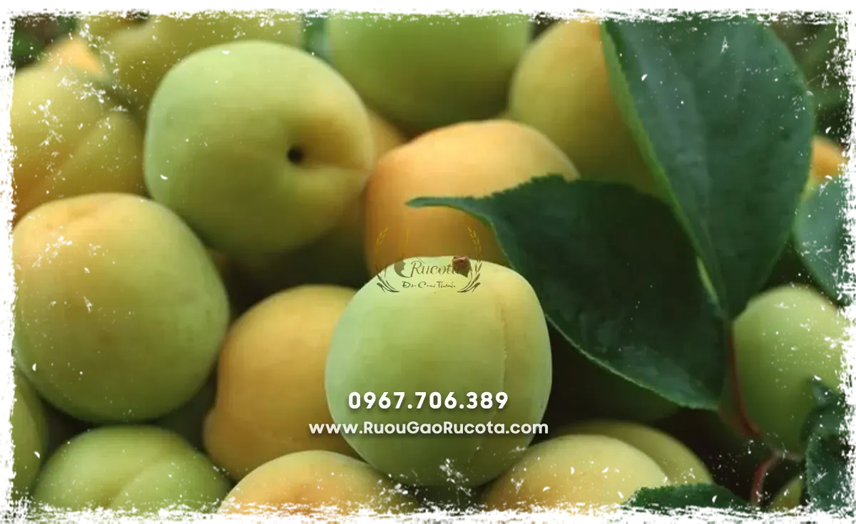 Rượu mơ truyền thống – Bí quyết ngâm chuẩn