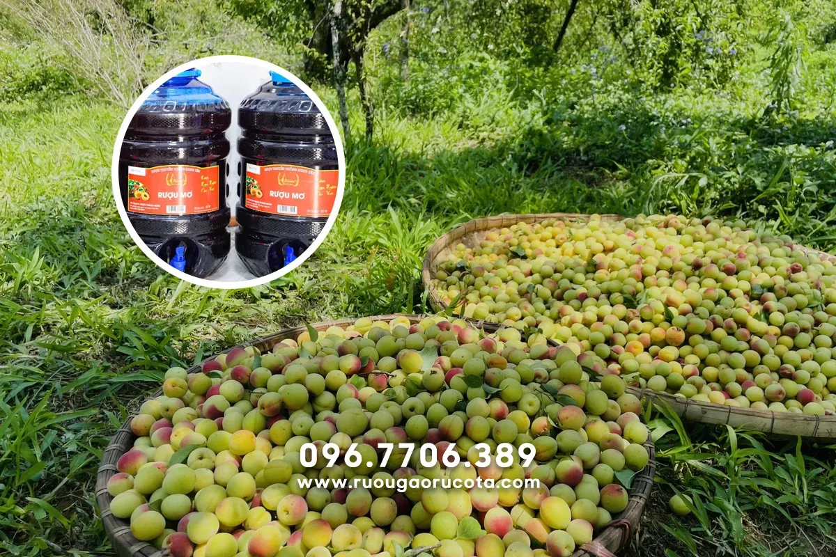 Mua rượu mơ rừng Tây Bắc – Hương vị thiên nhiên đậm đà