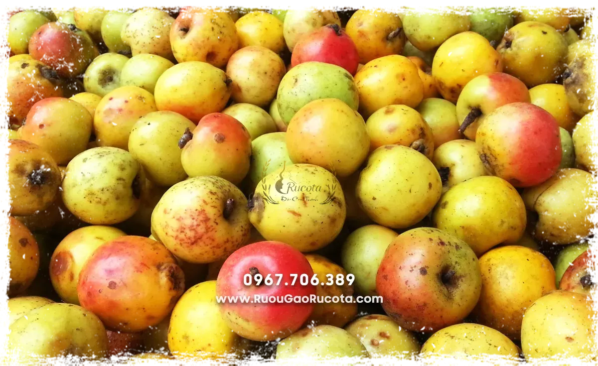 Mua rượu táo mèo và những điều bạn cần biết