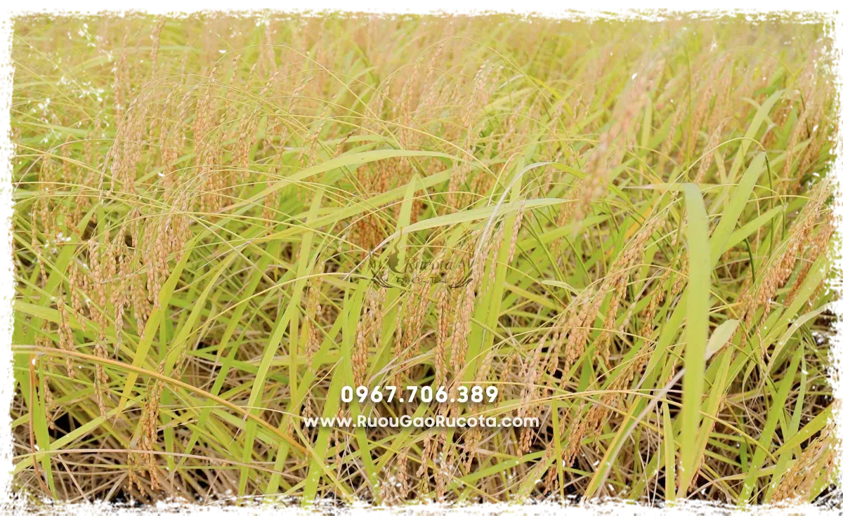 Mua Rượu Nếp Cái Hoa Vàng Tại Hà Nội – Tinh Hoa Ẩm Thực Việt