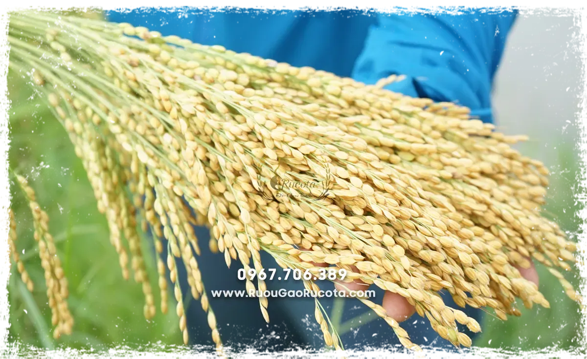 Mua Rượu Nếp Cái Hoa Vàng Tại Hà Nội – Tinh Hoa Ẩm Thực Việt