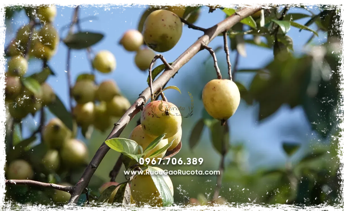 Mua Rượu Táo Mèo Cho Tết 2025 Tại Hà Nội – Lựa Chọn Tinh Hoa Từ Rucota