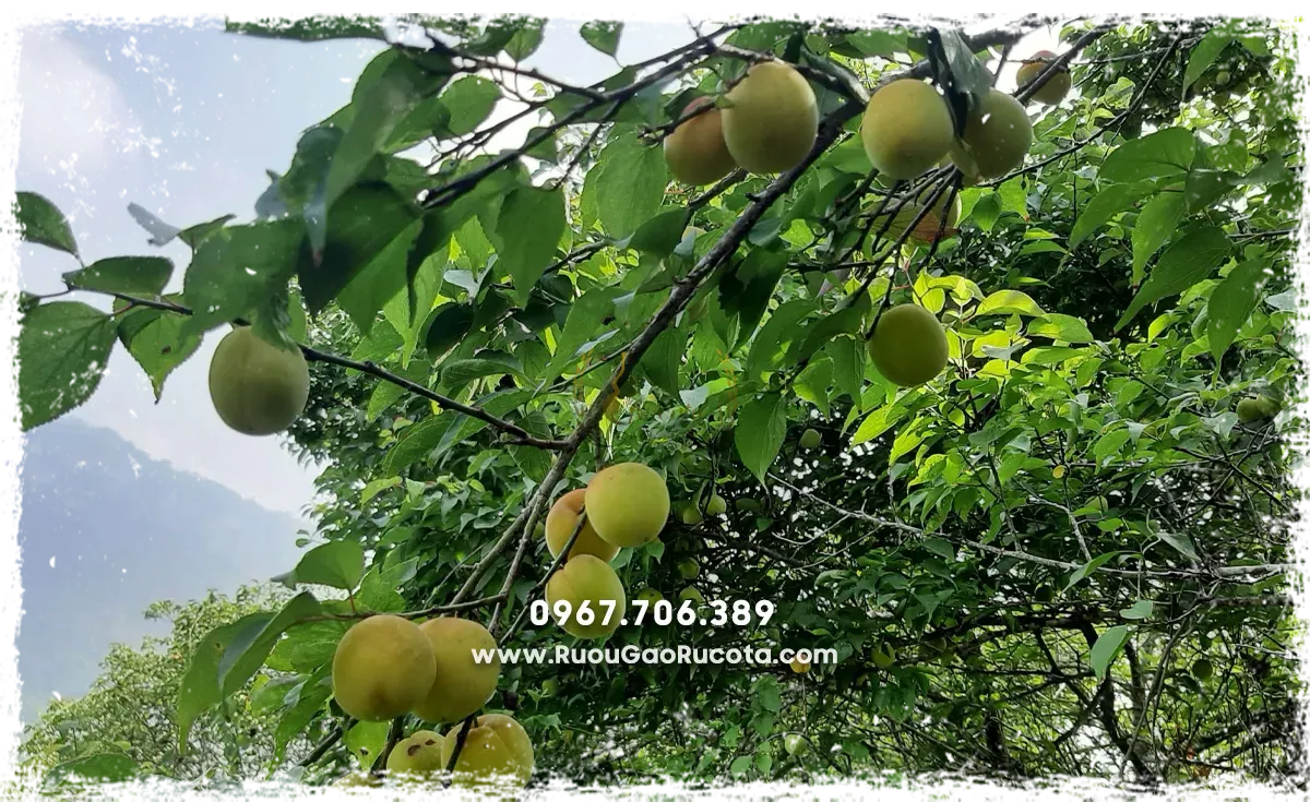 Mua Rượu Mơ Rừng Online: Chất Lượng Đỉnh Cao, Tiện Lợi Tại Nhà