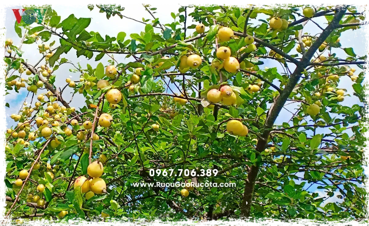 Mua Rượu Táo Mèo Cho Tết 2025 Tại Hà Nội – Lựa Chọn Tinh Hoa Từ Rucota