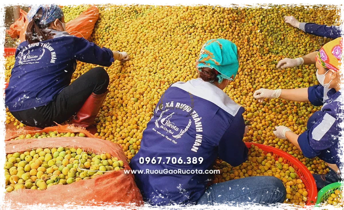 Set Quà Rượu Tết Dành Cho Cá Nhân Và Doanh Nghiệp: Món Quà Gửi Gắm Tinh Thần Ngày Xuân